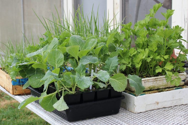 Have Transplants Ready to Take Place of Harvested Vegetables